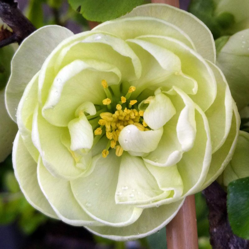 Chaenomeles speciosa 'Kinshiden'