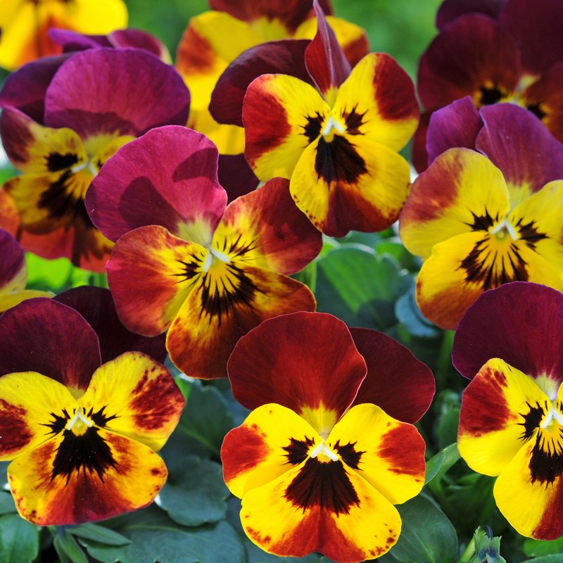 BEDDAUTUMNViola Sorbet FireSQUARE