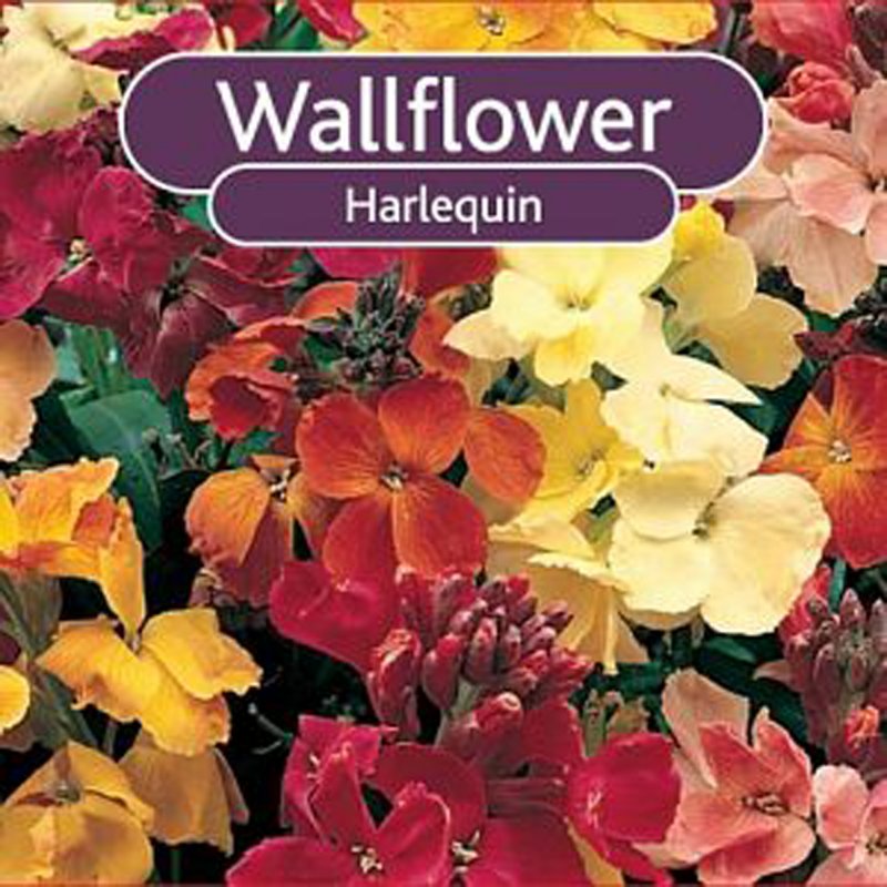 WallflowerHarlequin
