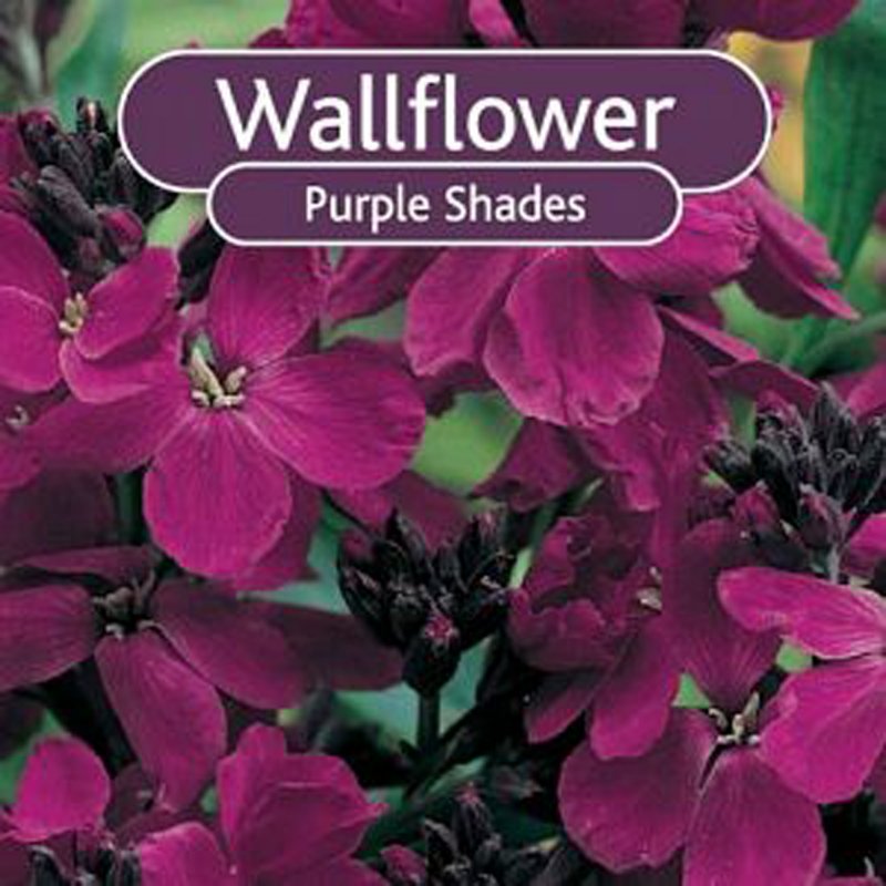 WallflowerPurpleShades