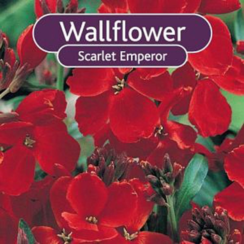 WallflowerScarletEmperor