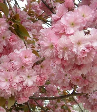PrunusKanzanLarge