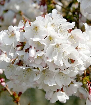 SHRUBPRUNUSBRILLIANTLARGE