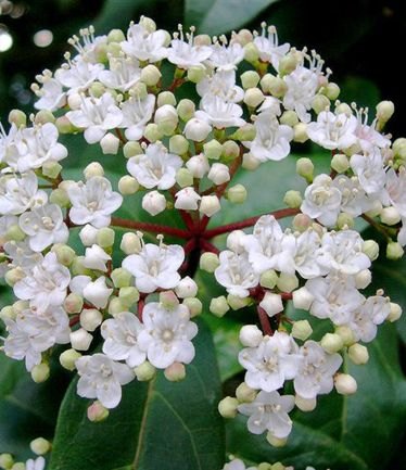 SHRUBVIBURNUMTINUSLARGE
