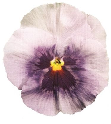 BEDAUTUMNPANSYLAVENDERSPLASHLARGE