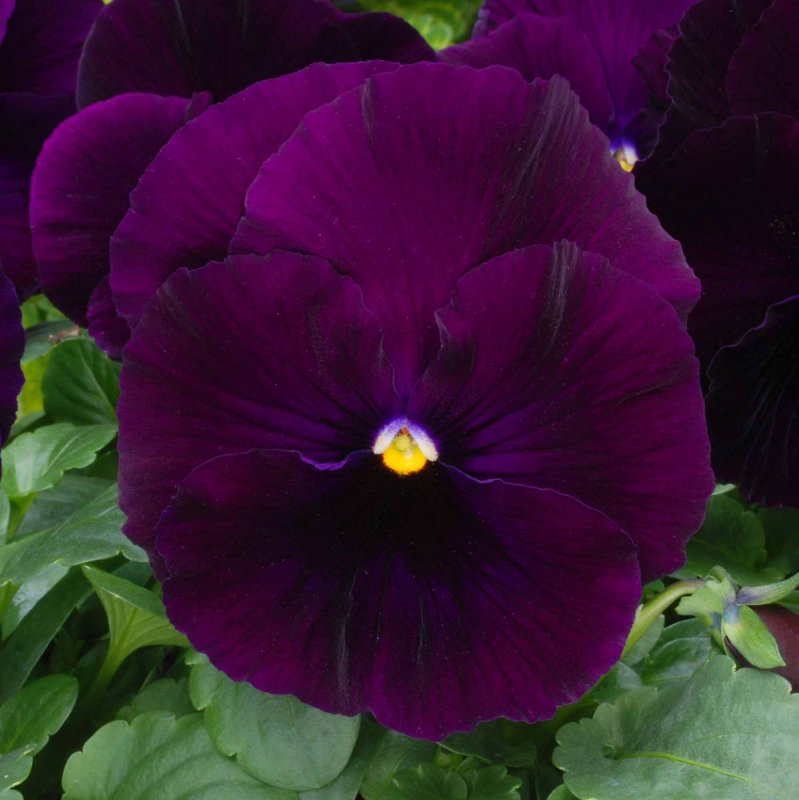 BEDDAUTPansyMatrixPurple1