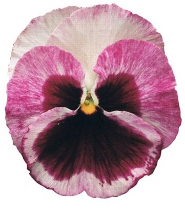 BEDAUTUMNPANSYSTRAWBERRYCREAMLARGE
