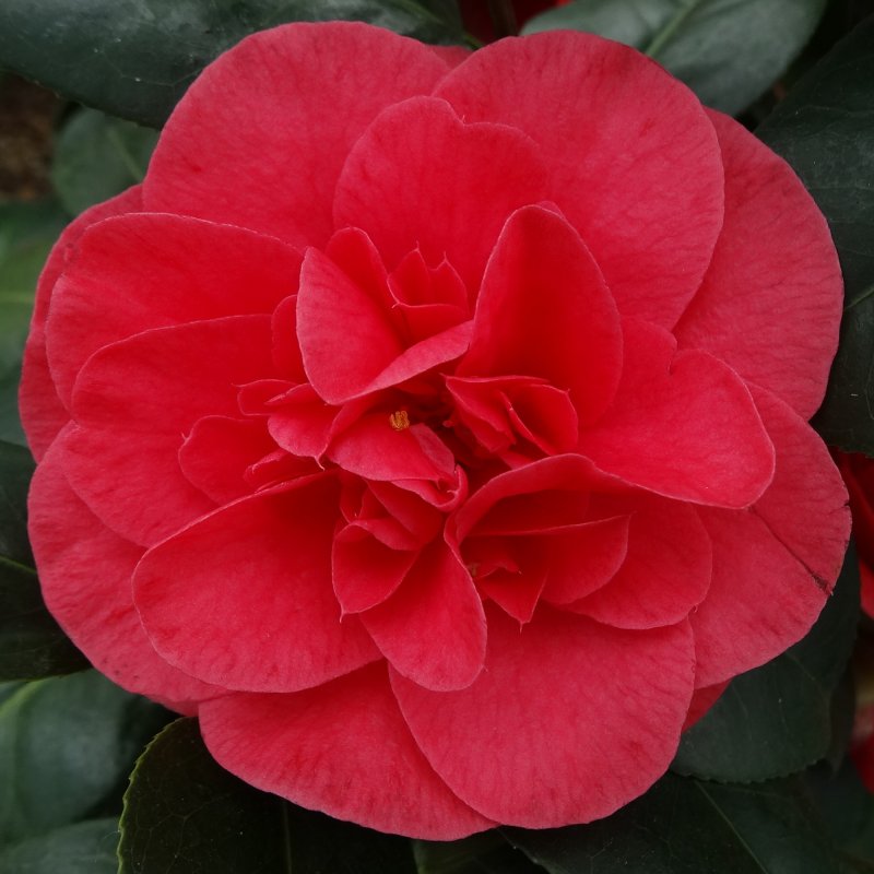 CAMELLIA Lady Campbell LARGE