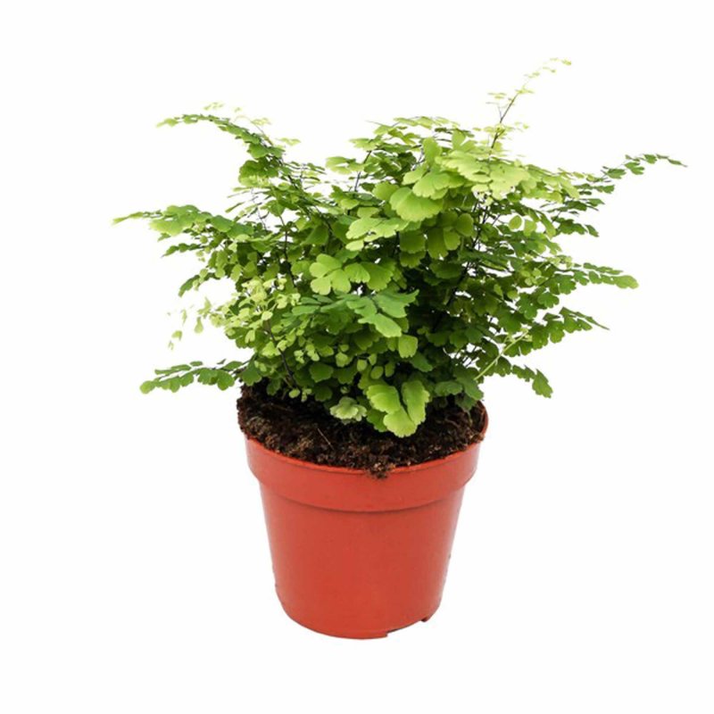 HOUSE Adiantum rad Fritz-Luthi 45408