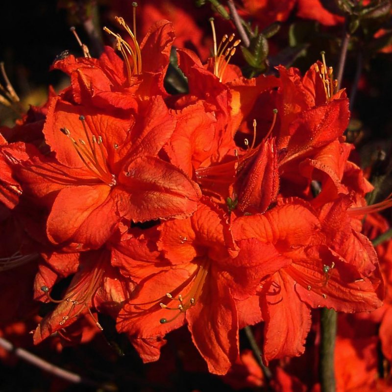 AZALEA Dec Fireball LARGE