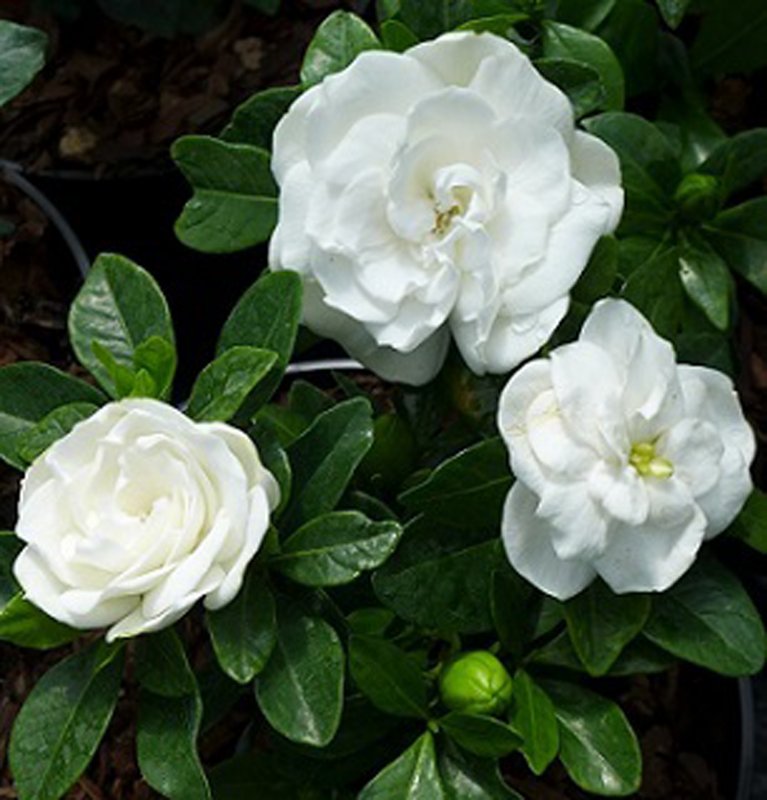 SHRUB Gardenia Crown Jewel LARGE