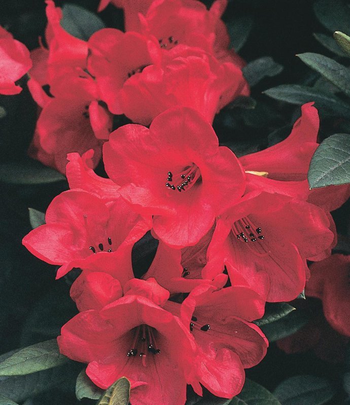 RHODO Dwarf Elizabeth Red LARGE