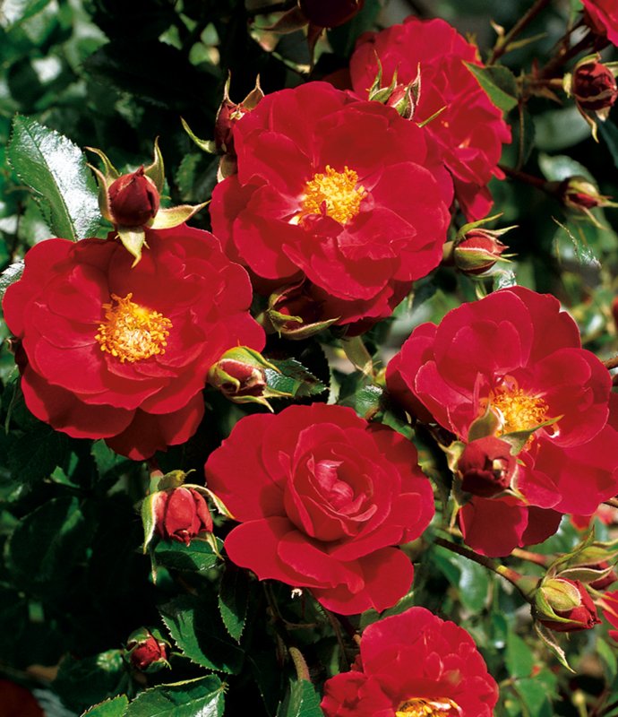 Rosa FlowerCarpetRubyRed