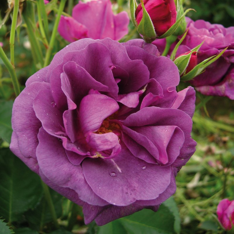 ROSE Minerva (Vissancar)