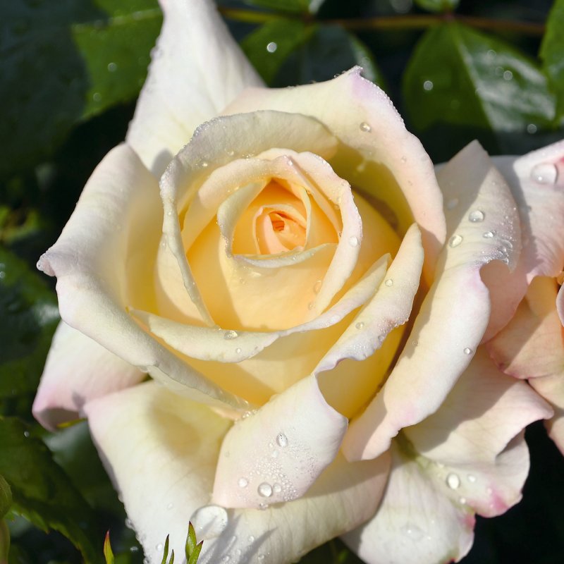 ROSE Special Day (Noa2008)