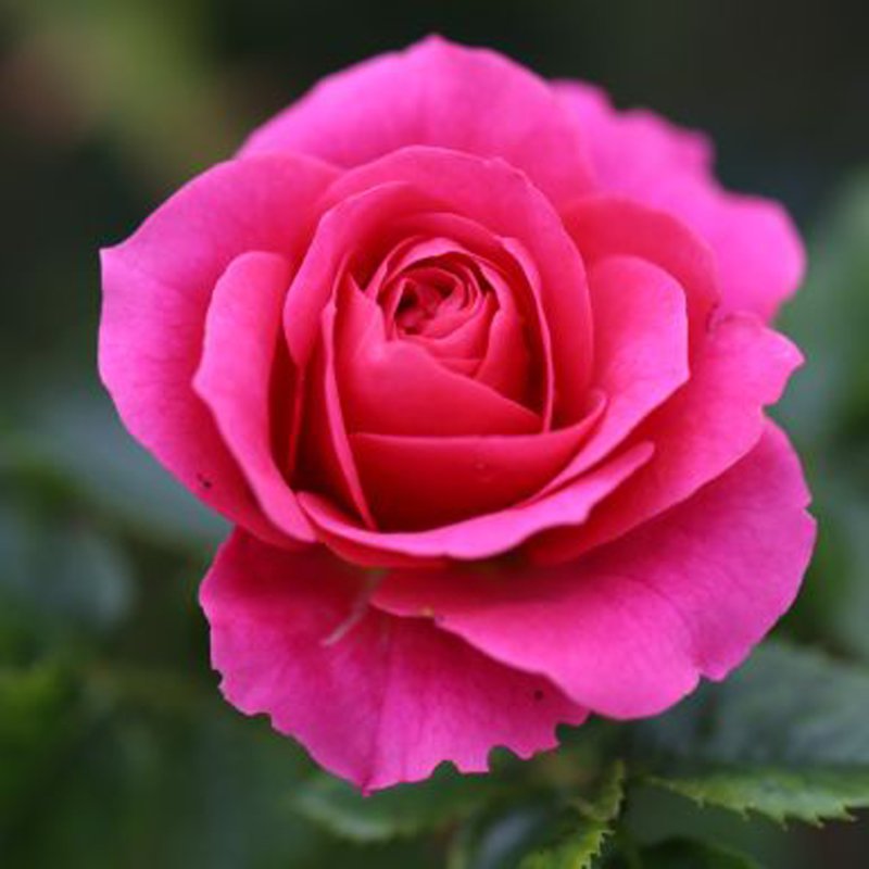 ROSA Starlight Express (Trobstar)