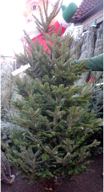 XMASFrazerFir