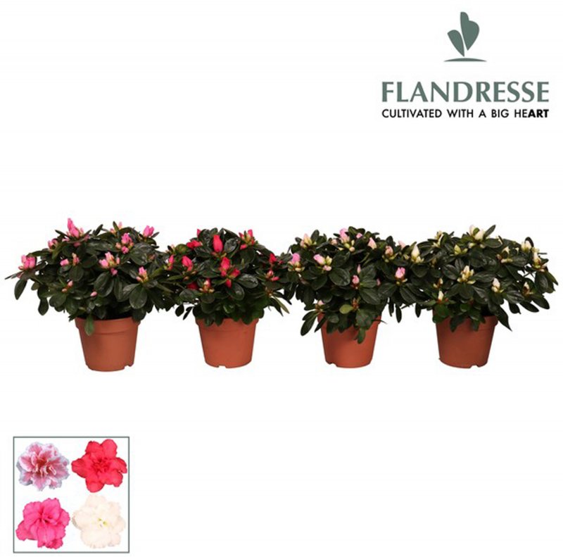 HOUSE Azalea sims 316844