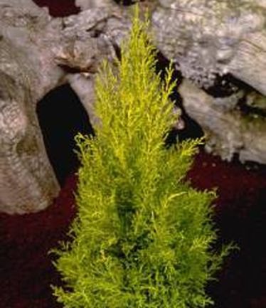 CONIFERCUPRESSUSWILMALARGE