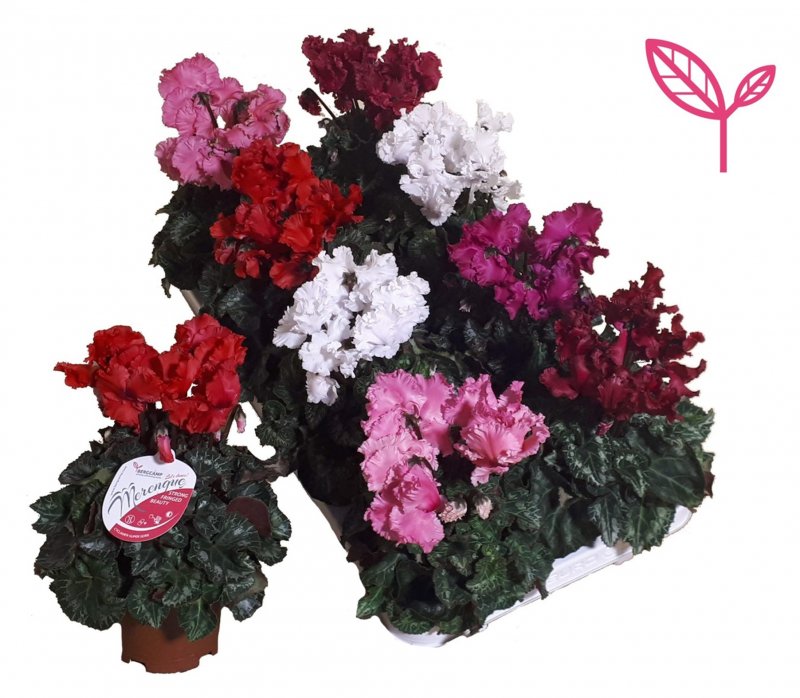 HOUSE 173825 Cyclamen SS Merengue Mix 105mm
