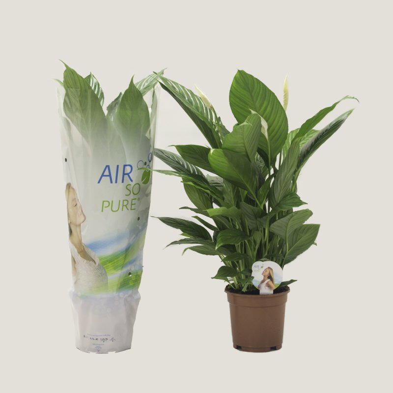 HOUSE Spathiphyllum Vivaldi Air so pure 17cm