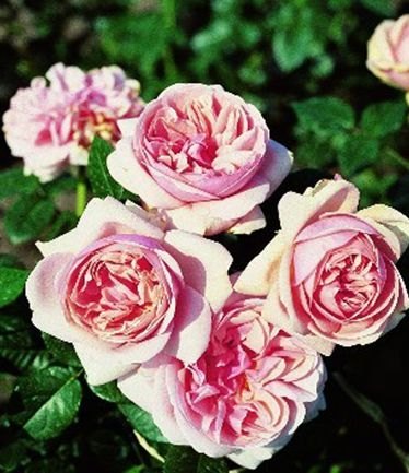 ROSEAPHRODITELARGE