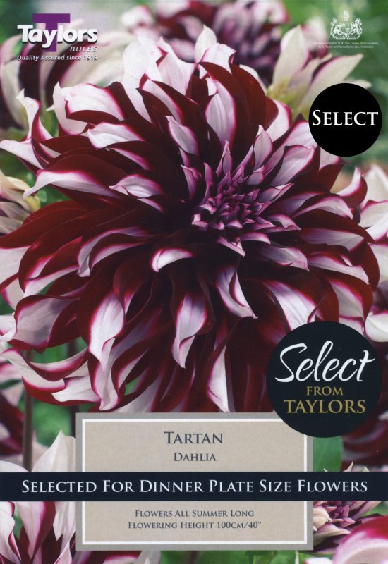 SSE162 Dahlia Tartan