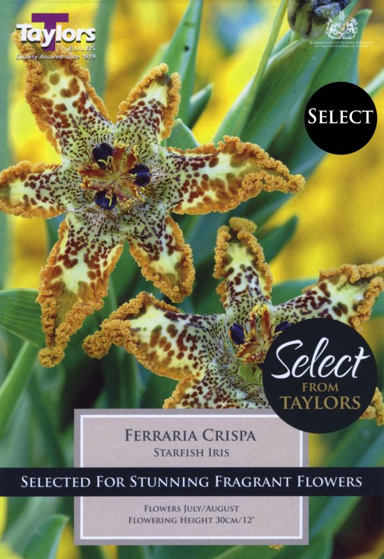 SSE165 Ferraria Crispa