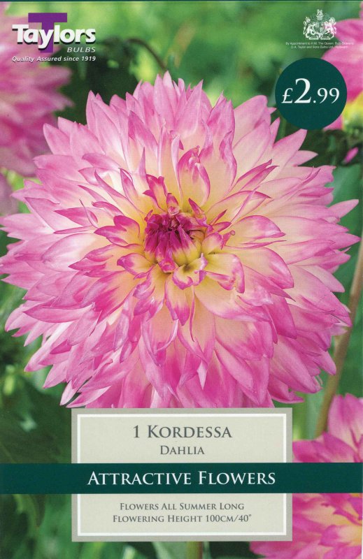 Kordessa TS340001