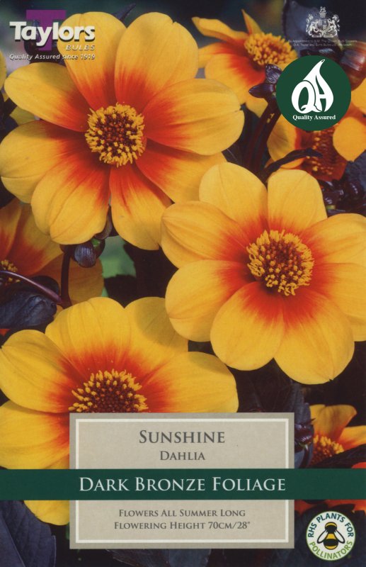 TS435 Sunshine