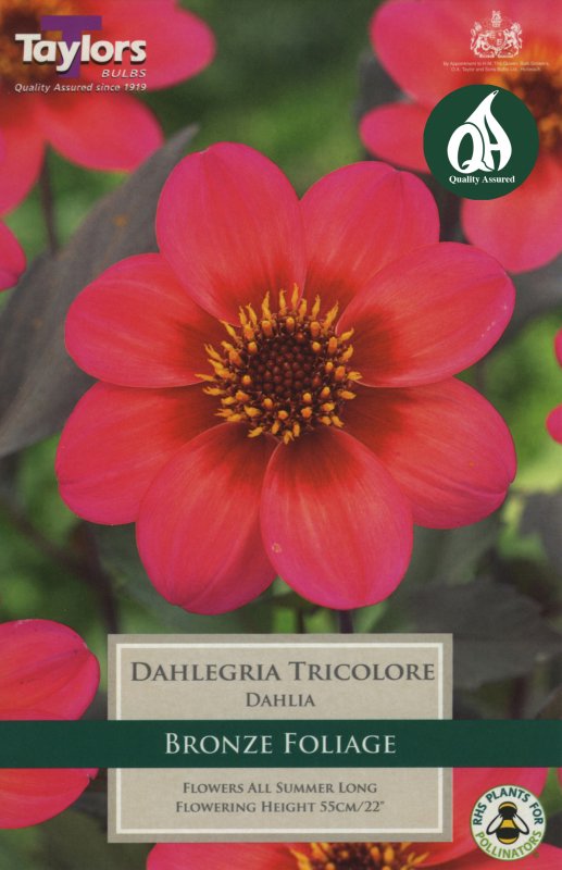 TS446 Dahlegria Tricolore