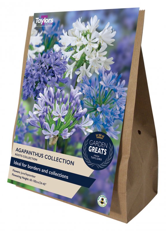 SV308-Agapanthus-Collectio-scaled