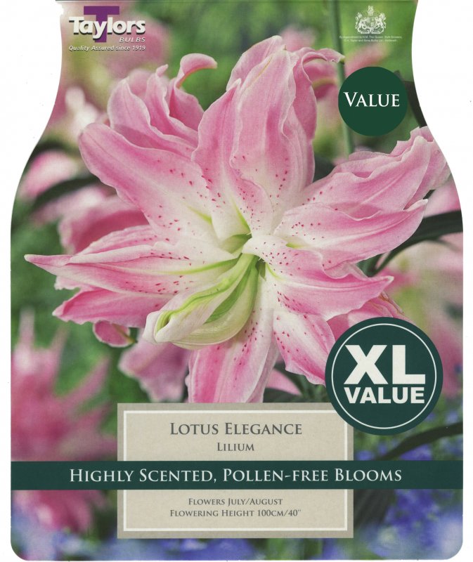 XL558 Lily Lotus Elegance