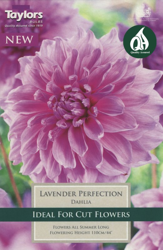 TS368 Lavender Perfection
