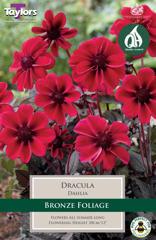 TS451 Dracula