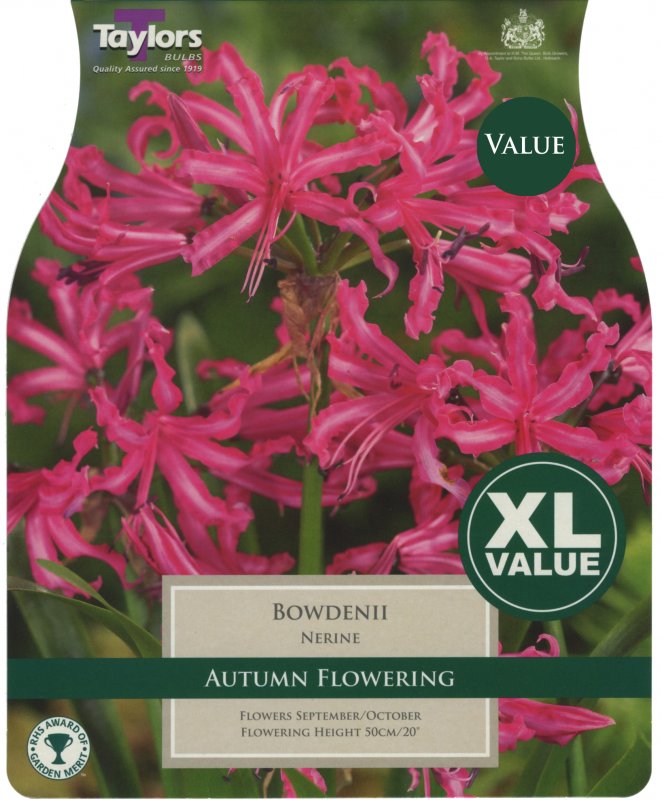 XL575 Nerine Bowdenii