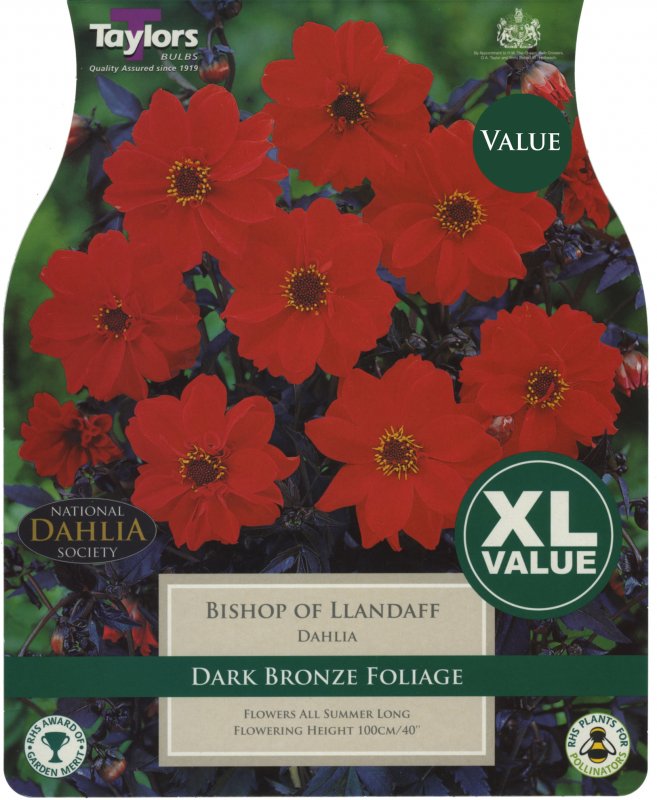 XL535 Dahlia Bishop of Llandaff