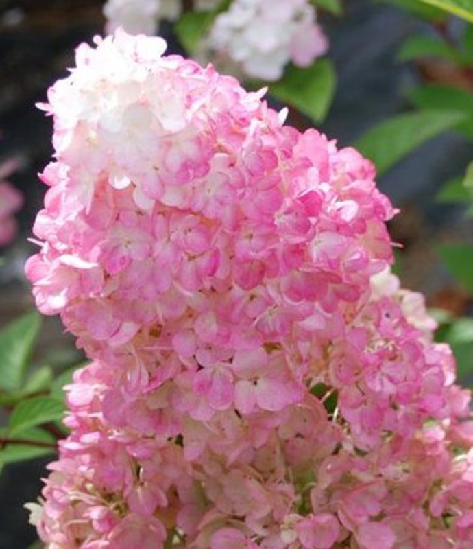 HydrangeaPaniculataSundaeFraise