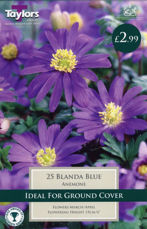 272Anemone Blanda Blue