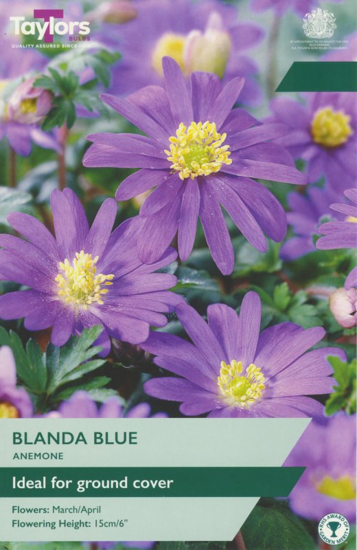 TP710-Anemone-Blanda-Blue