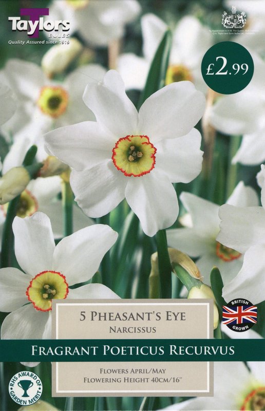 TP127 Phesants Eye