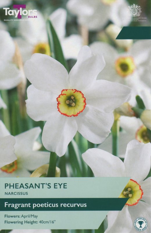 TP127-Pheasants-Eye