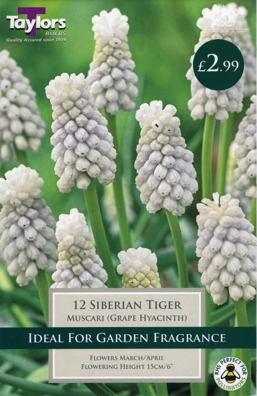315Muscari Siberian Tiger