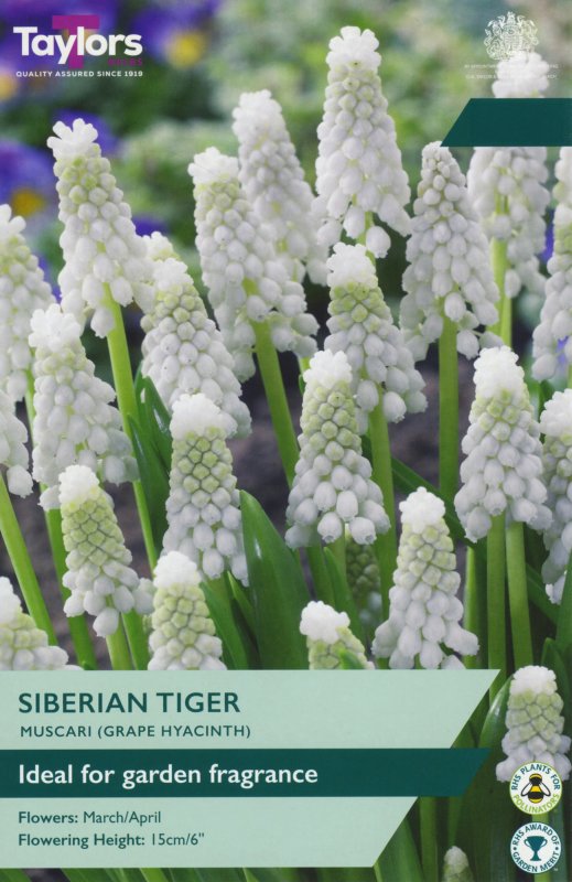 TP826-Muscari-Siberian-Tiger