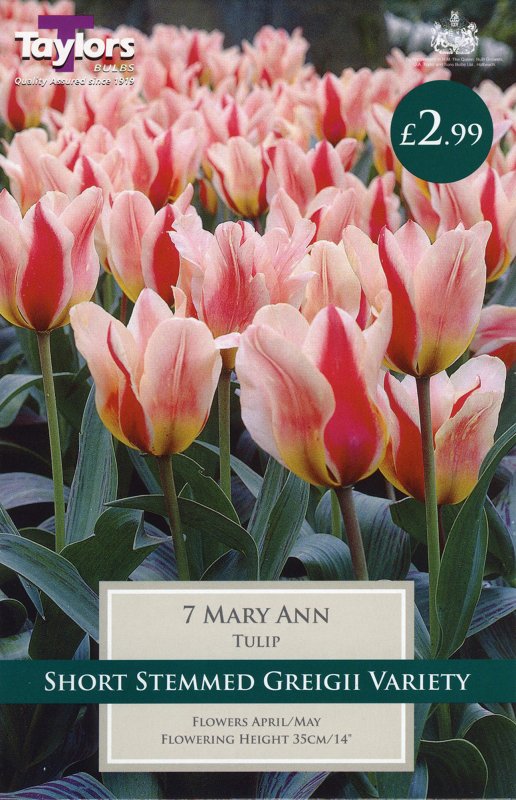 TP527 Mary Ann