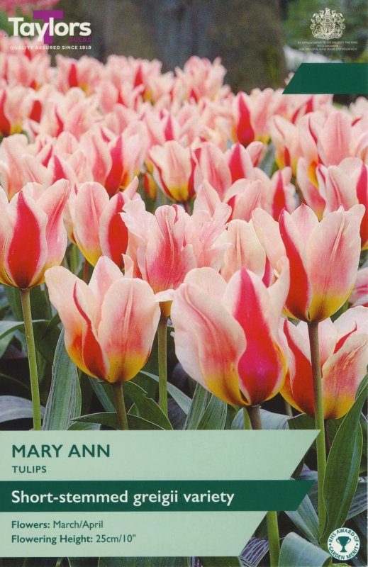 TP527-Mary-Ann