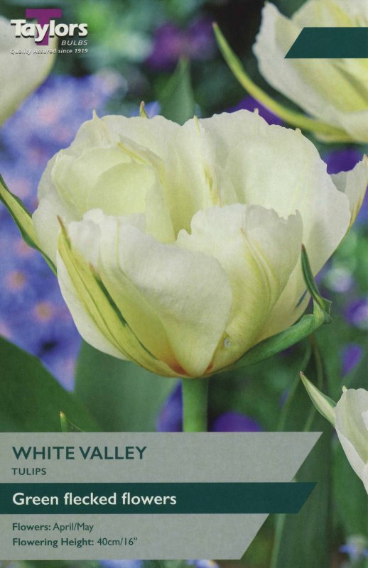 TP399 White Valley
