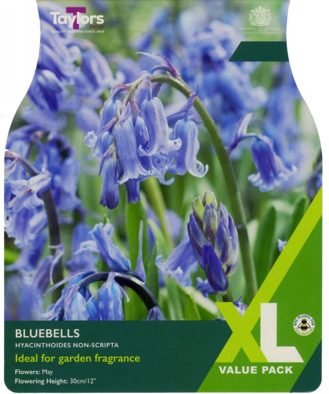 XL775-Bluebells-scaled
