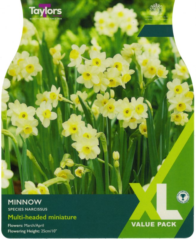XL239-Minnow-scaled