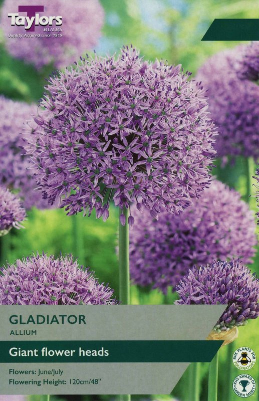 TP956 Allium Gladiator